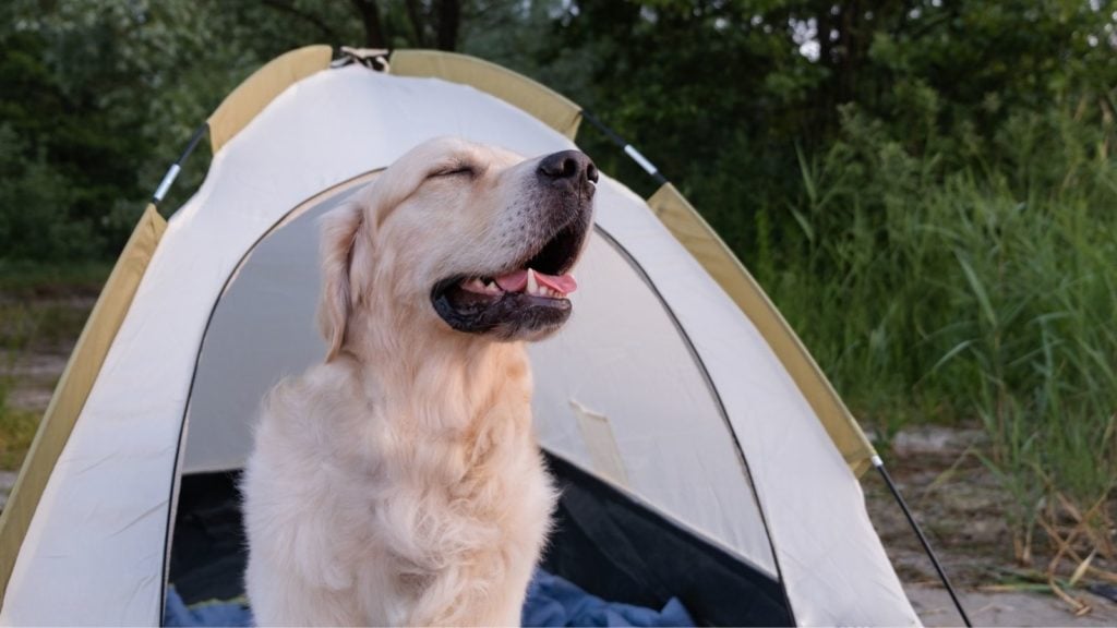 Happy dog in tent (Photo: @IrinaKashaeva via Twenty20)