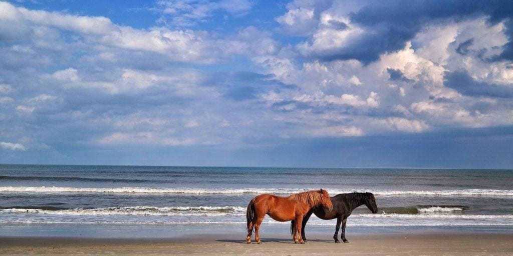 best family beaches in North Carolina: horses on the beach at Corolla