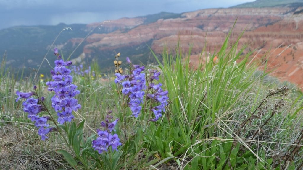 flowers at Cedar Breaks National Monument; national parks in spring