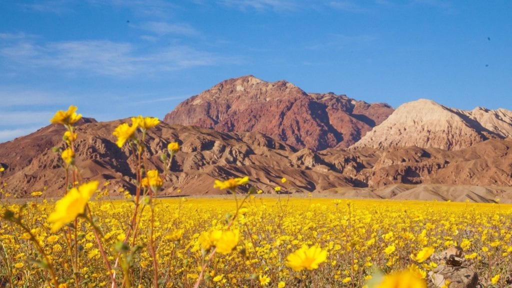 Death Valley National Park in spring with superbloom