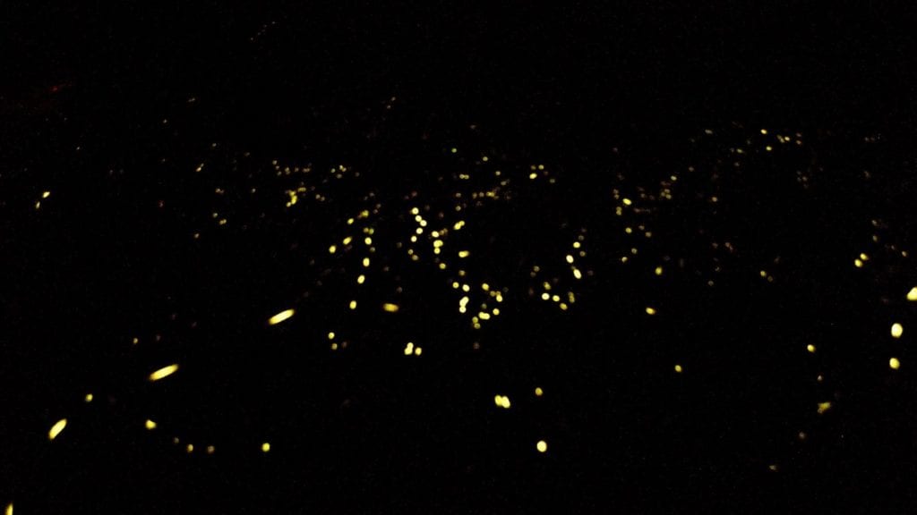 fireflies at Great Smoky Mountain National Park: national parks in spring