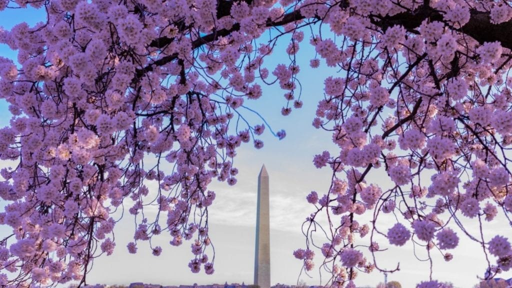 Cherry blossoms in Washington, DC (Photo: @singh via Twenty20)