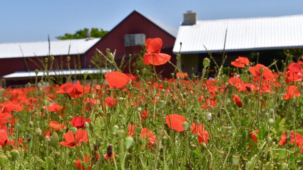 red poppies blooming near a barn in Fredericksburg, Texas, one of the best vacation spots for couples