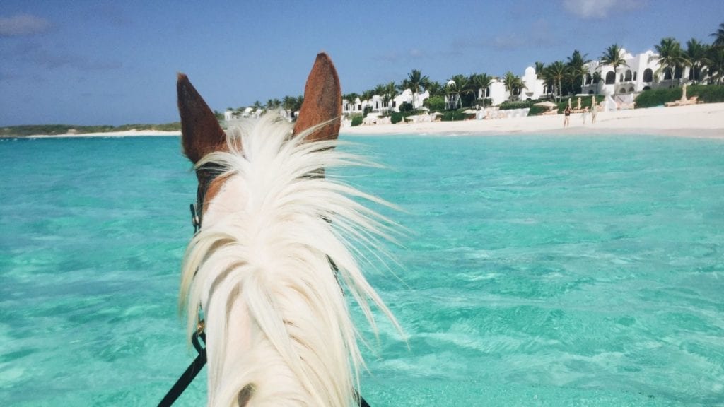 Swimming with horses in Anguilla (Photo: @leggybird via Twenty20)