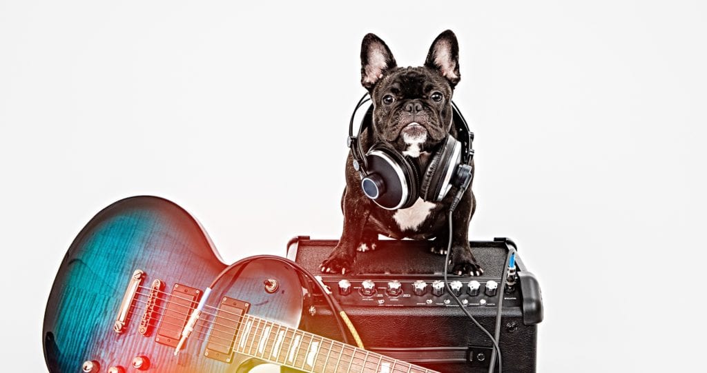 French bulldog with headphones and a guitar sitting on an amp looking cute at the Hard Rock Hotels, which welcomes dogs