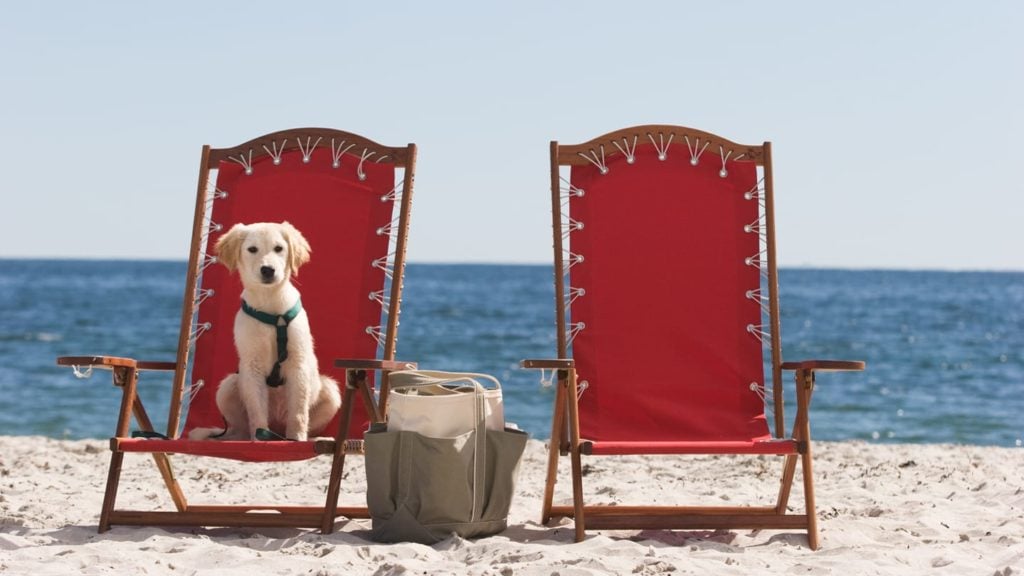 Puppy sitting in a chair at the beach at the Inn by the Sea, a dog-friendly hotel