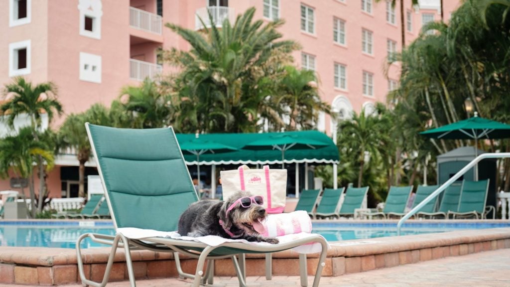 Dog on a lounge chair at the Don CeSar, a dog-friendly hotel