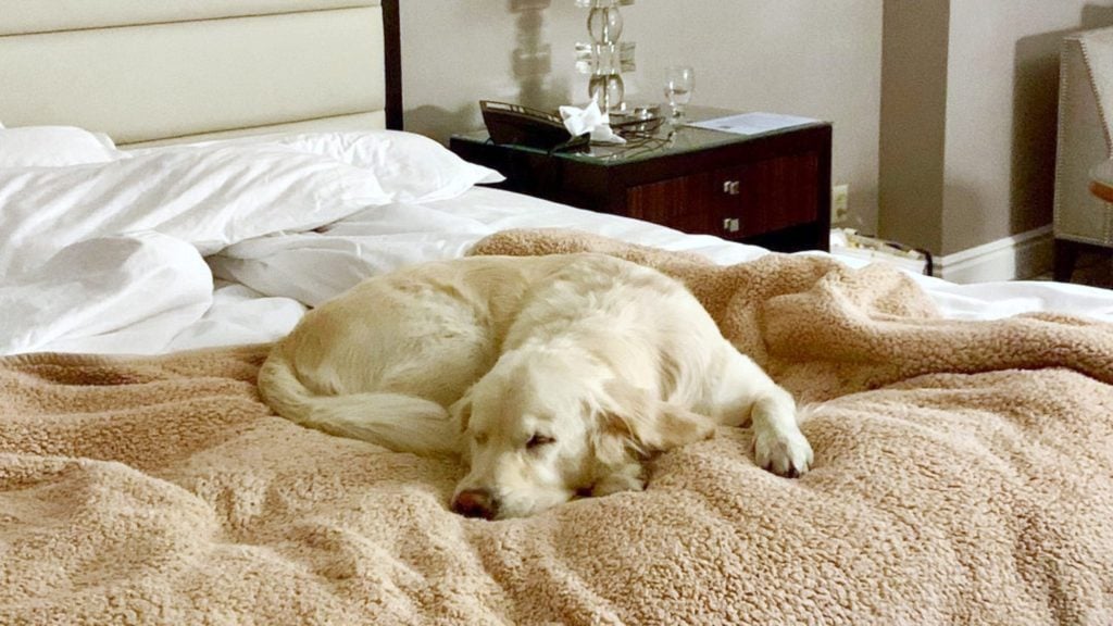 Dog lounging on bed at the Ritz Carlton, a dog-friendly hotel