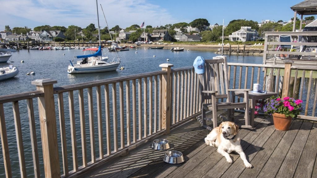dog lounging on deck over water at Woof Cottages, a dog-friendly hotel