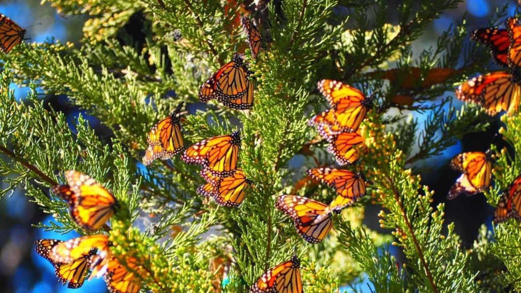 Monarch butterflies resting on a tree at the Monarch Butterfly Grove in Pismo Beach- things to do in Pismo Beach