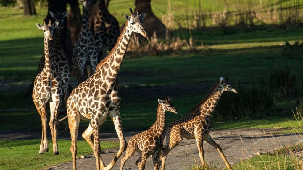 Galloping adult and baby giraffes at Disney's Animal Kingdom, an amusement park for kids that toddlers will love