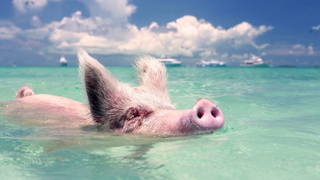 Swimming pigs in Exuma, Bahamas (Photo: @sekouphotography via Twenty20)