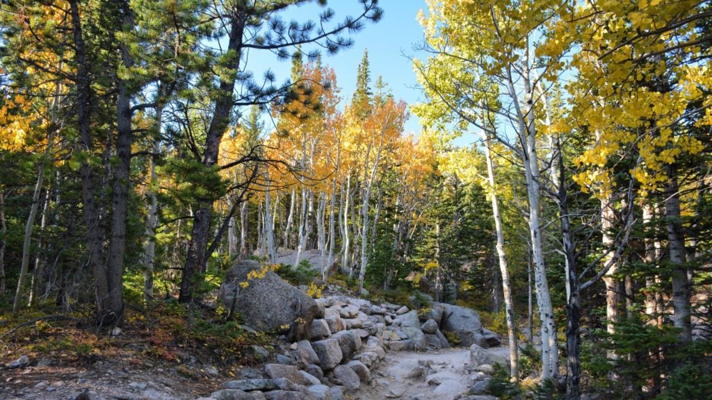 Tampilan maple musim gugur di Taman Nasional Rocky Mountain (Ide Liburan Musim Gugur)