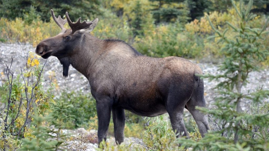 A moose in the wild at Alaska's Denali National Park (Photo: NPS)