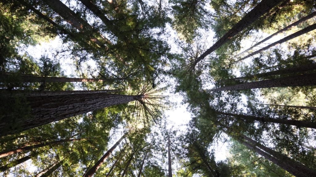Cagar Alam Negara Bagian Armstrong Redwoods, Guerneville, California