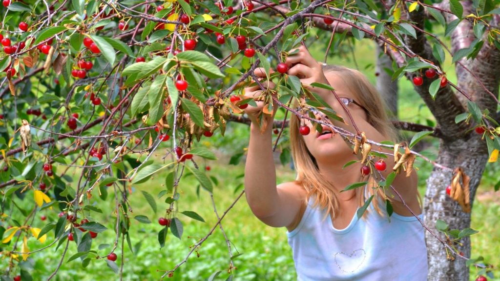 child picking cherries in Door County, Wisconsin, a midwest vacation destination