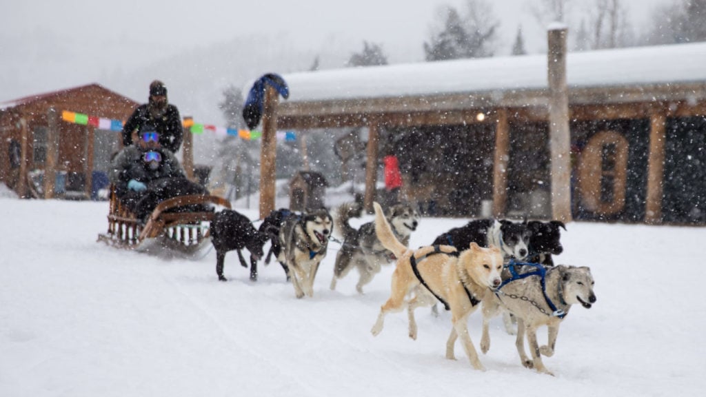 Dogsledding is one of the many unique adventures offered by The Gant (Photo: The Gant)
