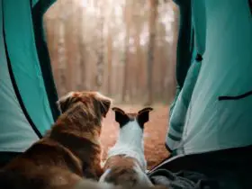 Camping with your dog (Photo: Shutterstock)