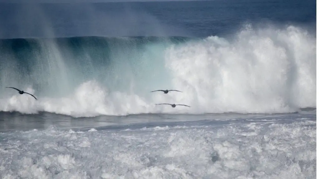 Waves crashing and birds flying at Spanish Bay, a Monterey beach