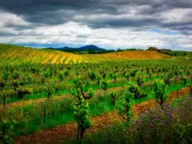 vineyard in Sonoma