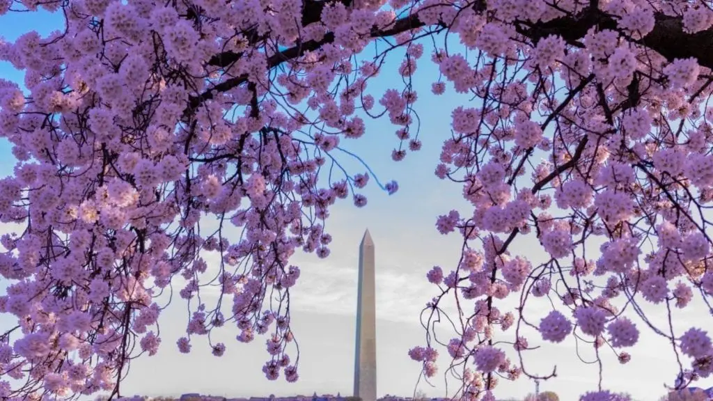 Cherry blossoms in Washington, DC (Photo: @singh via Twenty20)