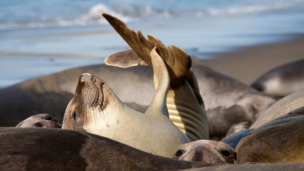Elephant seals near Pismo Beach