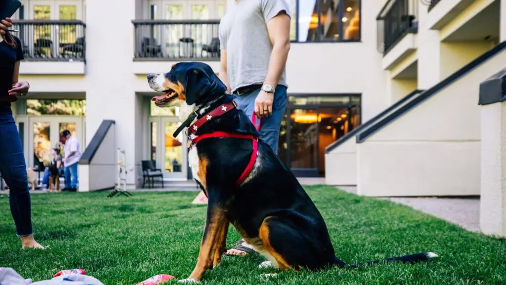Dog and its person relaxing outside near lawn games at the Grand Hyatt Vail, a dog-friendly hotel