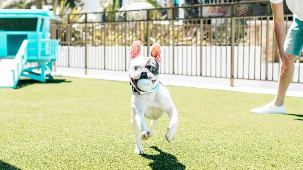 Dog playing fetch at the Pasea Hotel and Spa, a dog-friendly hotel
