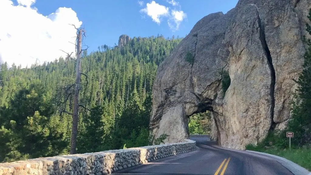 Wildlife Loop Road in Custer State Park (Photo: @btrimmer43)