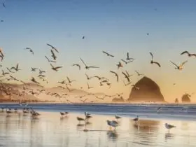 Morning sunrise at Cannon Beach in Oregon (Photo: @CroncePhoto via Twenty20.jpg)