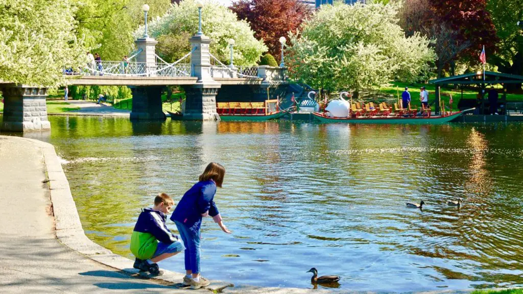 children feeding ducks near the swan boats in Boston