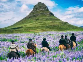 Tourists riding horses through wildflower meadow in Iceland (Photo: Shutterstock)