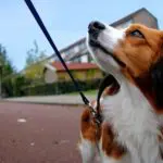 Walking a medium-sized dog (Photo: @carlo_vstek via Twenty20)
