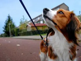 Walking a medium-sized dog (Photo: @carlo_vstek via Twenty20)