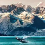 Whale in Alaska (Photo: Shutterstock)