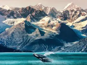 Whale in Alaska (Photo: Shutterstock)
