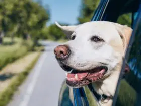 Dog in car (Photo: Envato)