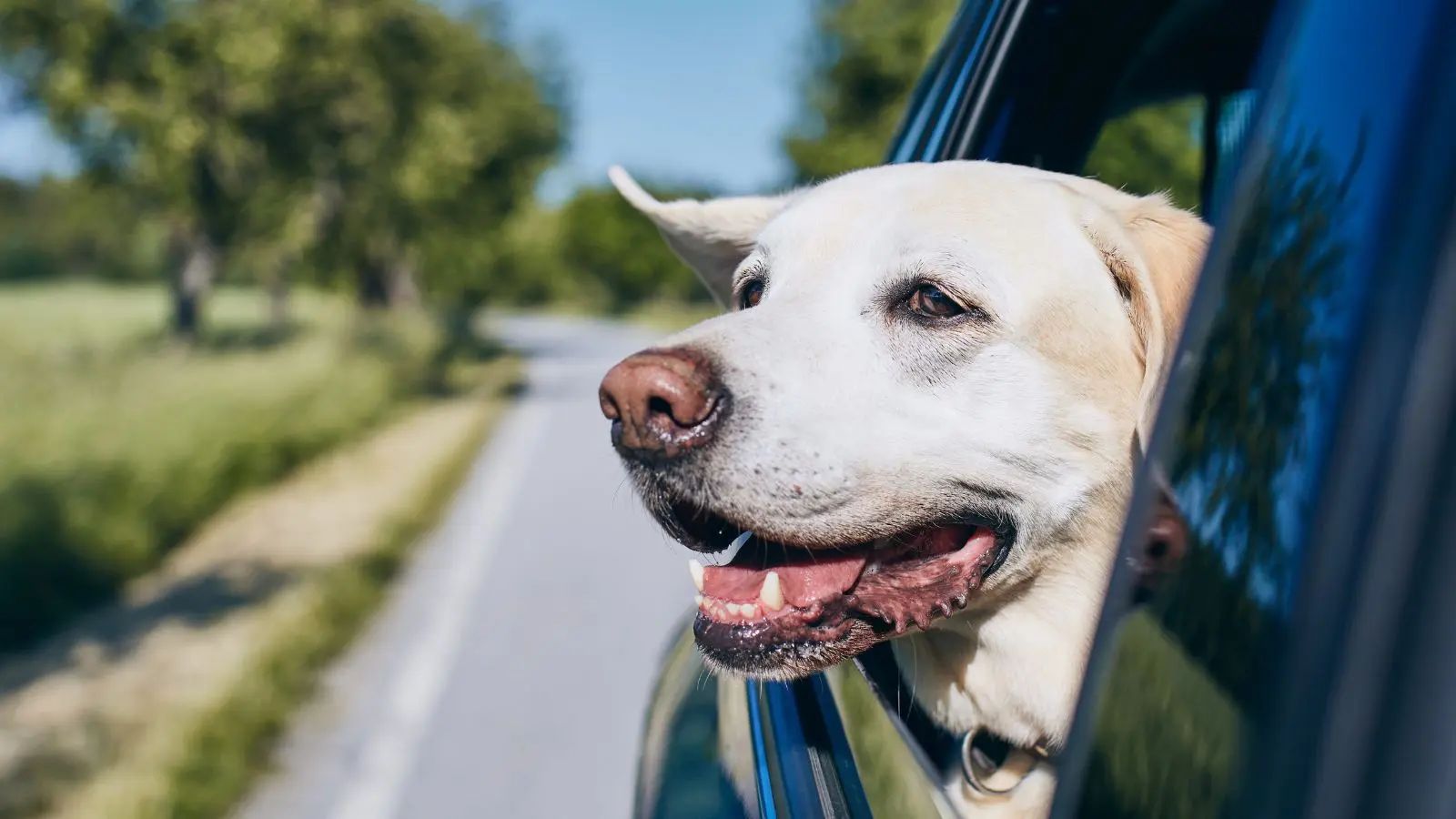 Dog in car (Photo: Envato)