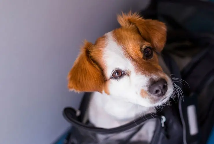 Dog in travel carrier (Photo: Envato)