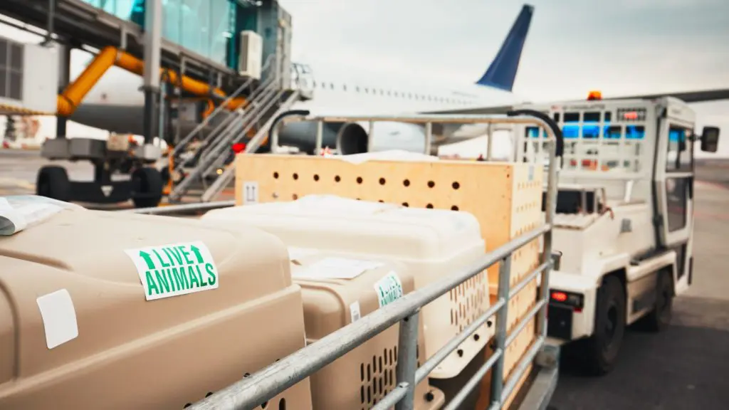 Dogs traveling by airplane as cargo (Photo: Envato)