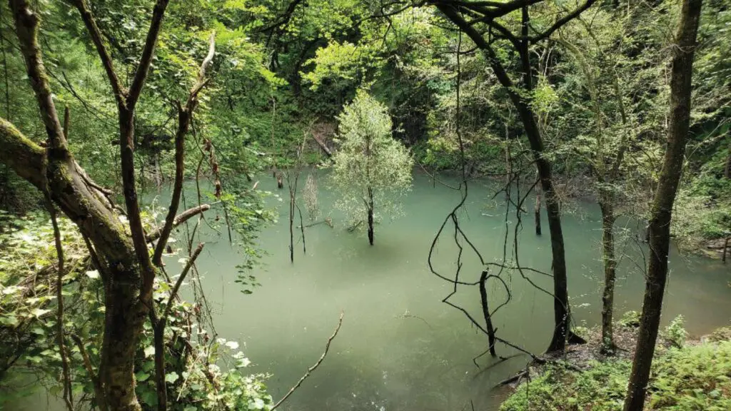 Devil's Millhopper Geological State Park (Photo: Florida DEP)