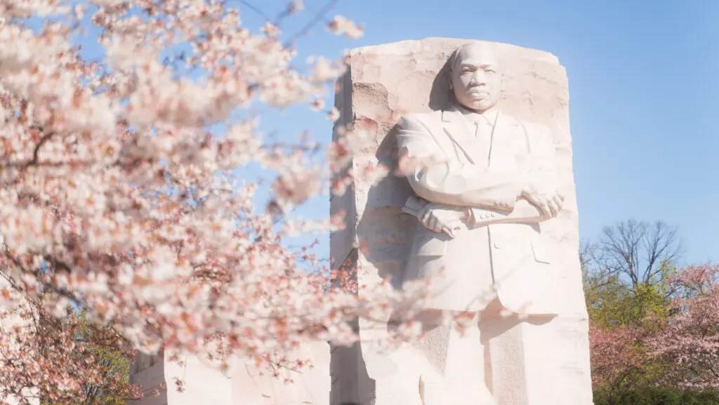 A cherry tree in bloom with pink blossoms near the MLK Jr. Memorial in Washington, D.C.