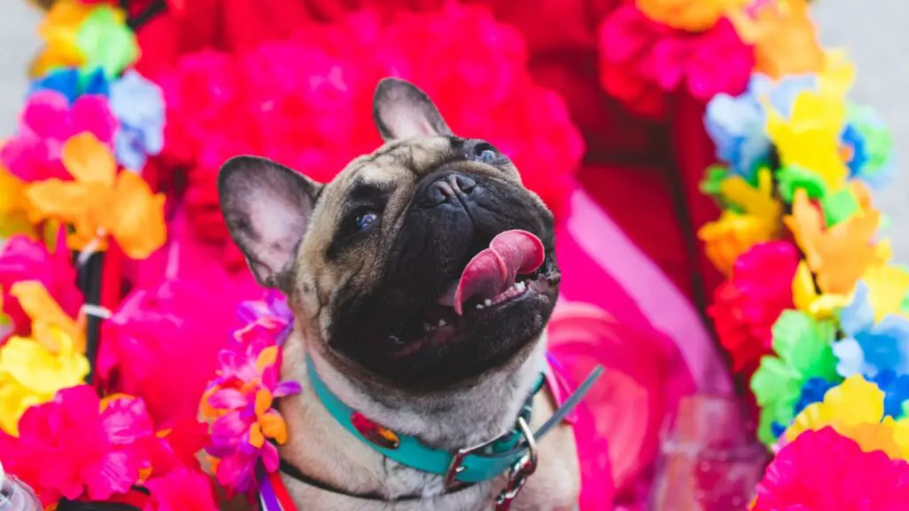 The Fiesta Pooch Parade includes a costume contest for dogs (Photo: Fiesrta Commission)