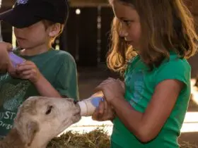 Feeding a baby farm animal at Leaping Lamb Farm (Photo: Leaping Lamb Farm)