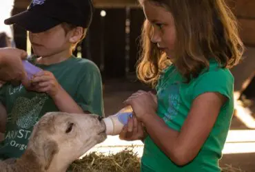 Feeding a baby farm animal at Leaping Lamb Farm (Photo: Leaping Lamb Farm)