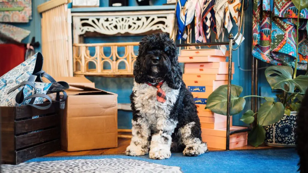 Dog Friendly Hotels New England