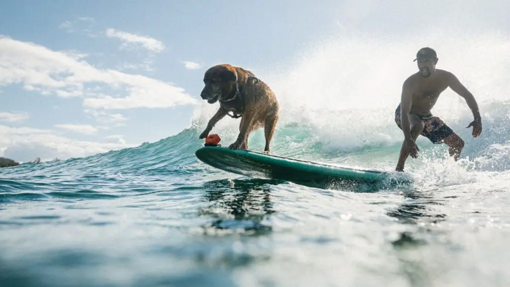 Turtle Bay Resort's surf with a pup program brings a smile to everyone's face (Photo: Turtle Bay Resort)