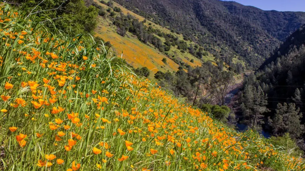 Merced River - California Poppies