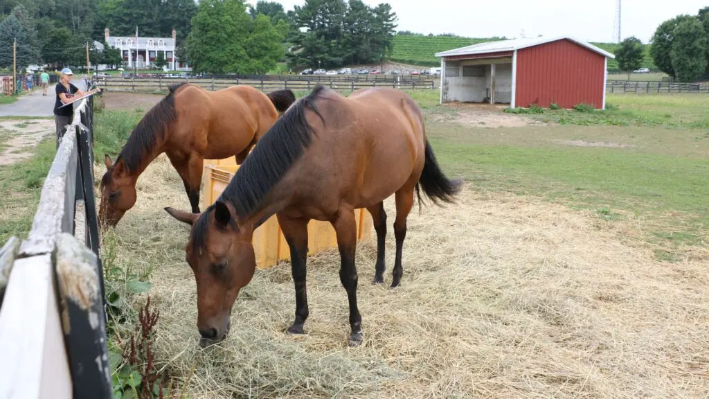 Wineries such as Black Star Farms in Traverse City are actively working to appeal to families (Photo: Traverse City Tourism)