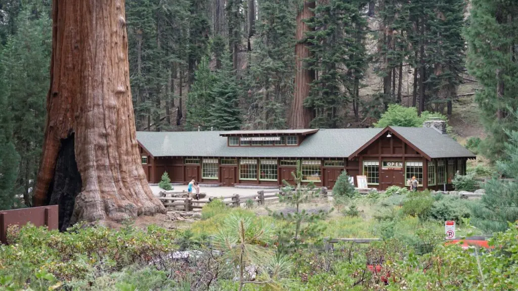 view of a giant sequoia and the Giant Forest Museum as seen from a distance in Sequoia and Kings Canyon National Parks
